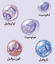 سلول های خونی