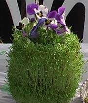 سبزه کوزه ای