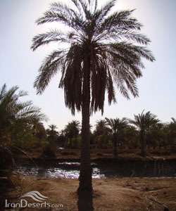 نخلستان