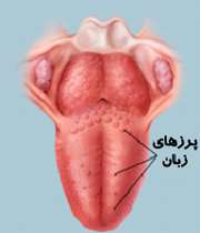 زبان