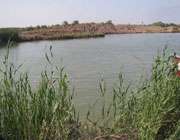 جزیره مینو