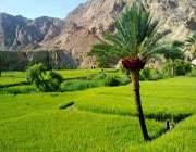 طبس، عروس کویر ایران