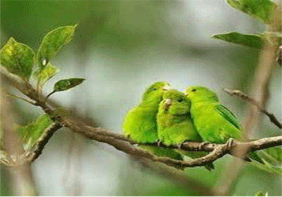 مسابقه ی پرواز جیجو