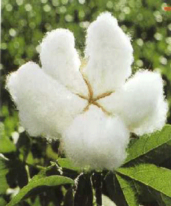 گل پنبه