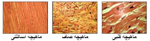 ماهیچه