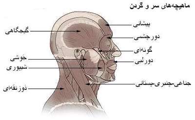 ماهیچه