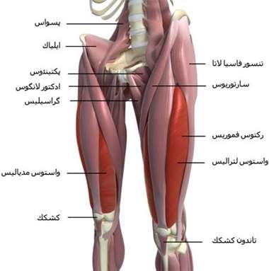 ماهیچه
