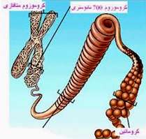 وراثت
