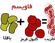 بیماری فاویسم