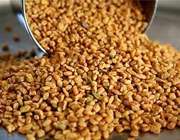 تخم شنبلیله