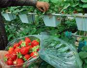 توت فرنگی گلخانه ای