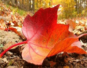 ترمز زندگی ات را می شناسی؟ ترمز زندگی ات را می شناسی؟