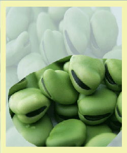 باقلا
