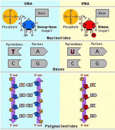 مقایسه dna و rna