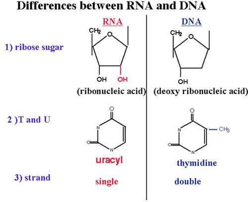 مقایسه dna و rna