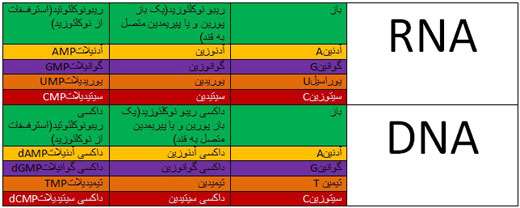 مقایسه dna و rna