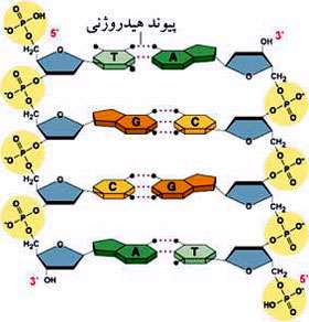 ماده ی ژنتیکی 2