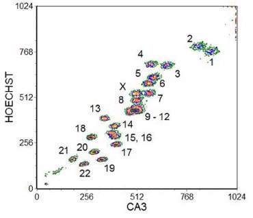 همانندسازی dna (1)
