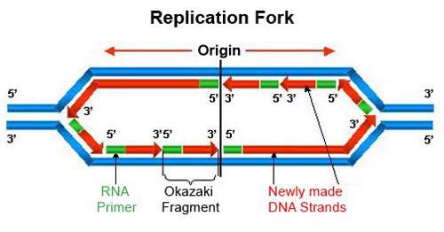 همانند سازی dna 2