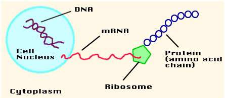 رونویسی از dna 1