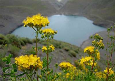 گلمکان