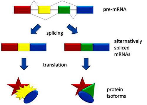 پردازش rna یوکاریوتی 2