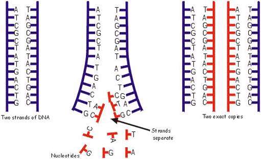 خلاصه ای از همانندسازی dna تا رونویسی