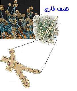 پرورش قارچ خوراکی (دکمه ای) - جلسه اول