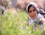 فیلم شیار 143
