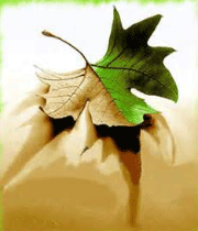 زیبایی