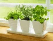 گل های آپارتمانی