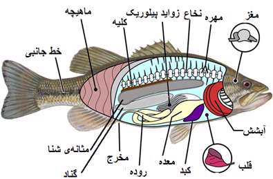 تشریح مقایسه ای ماهی - جلسه سوم
