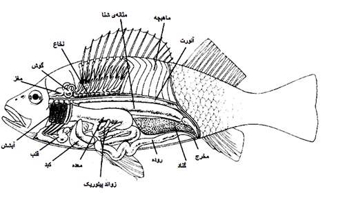 تشریح مقایسه ای ماهی - جلسه سوم