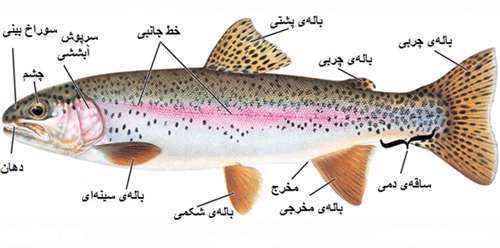 تشریح مقایسه ای ماهی - جلسه چهارم