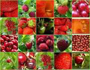 میوه های قرمز