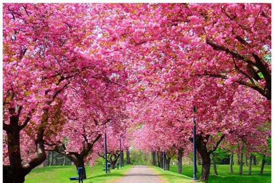 بهار و صدای جویباران بهار و صدای جویباران