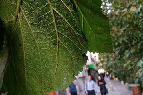 مگس سفید