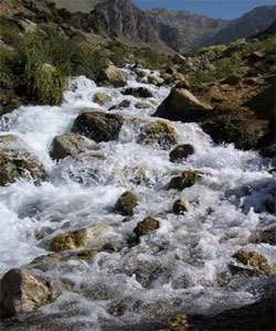 چشمه میشی