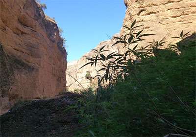کول خرسان