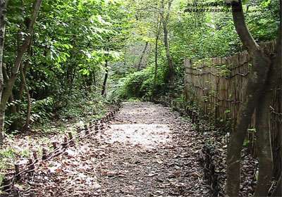 زیبای الهی