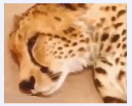 نگهداری یوز