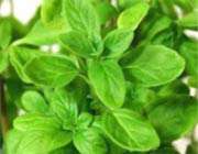 ساخت داروی ضد سردرد با استفاده از به دانه