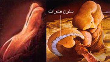 استناد به آیات قرآن و معجزه دریایی