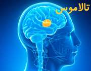 دستگاه عصبی