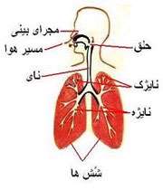 دستگاه تنفس