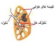 دستگاه تنفس