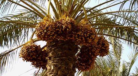 امکان سنجی ساخت قهوه هسته خرما - جلسه اول