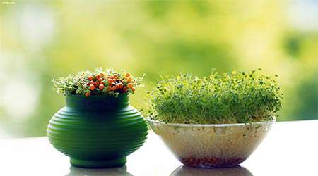 نهال جایگزین سبزه عید نهال جایگزین سبزه عید