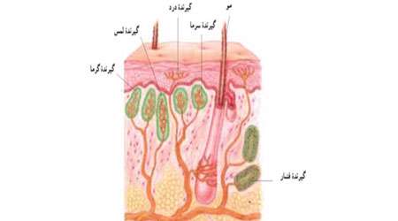 اندام های حسی