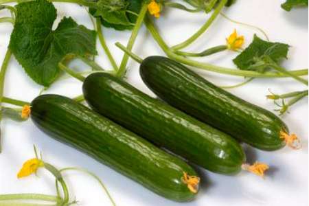 خیار گلخانه ای